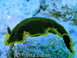 the sea slug, Dendrodoris limbata, the most common on thi... by Melita Bubek 